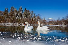 Schwäne Winter